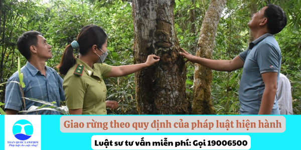 Giao rừng theo quy định của pháp luật hiện hành