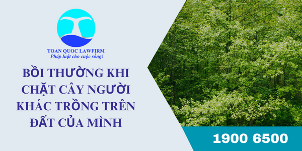 Có phải bồi thường khi chặt cây người khác trồng trên đất của mình?