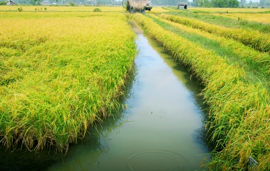 Điều kiện chuyển đổi cơ cấu cây trồng trên đất trồng lúa
