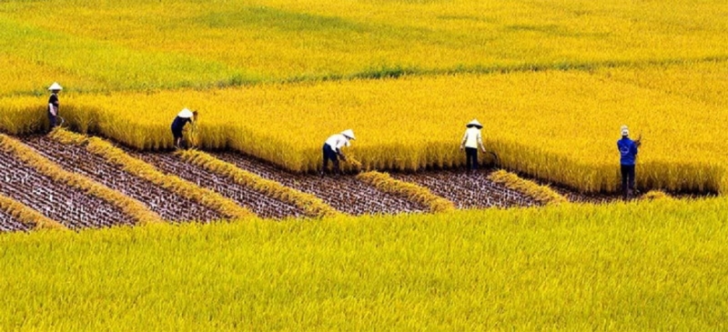 Quy định của pháp luật về chuyển từ đất trồng lúa sang đất phi nông nghiệp