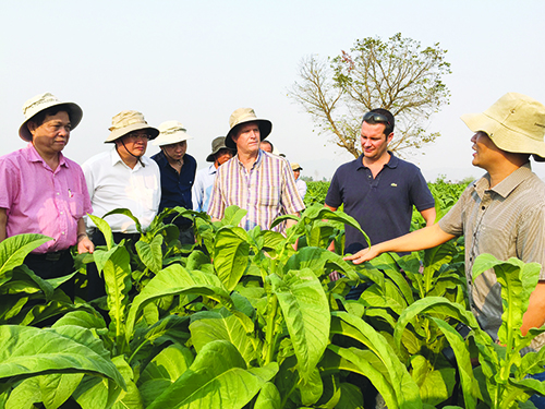 Tải mẫu đơn đề nghị cấp sửa đổi bổ sung giấy phép chế biến nguyên liệu thuốc lá