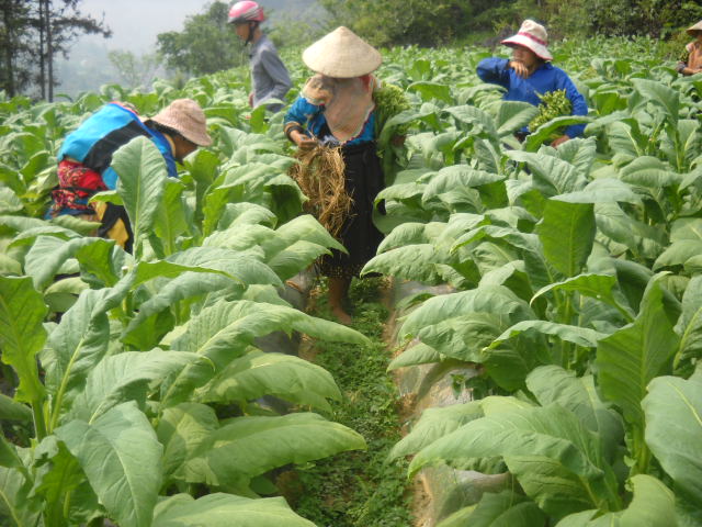 Tải mẫu giấy chứng nhận đủ điều kiện đầu tư trồng cây thuốc lá (cấp lại)