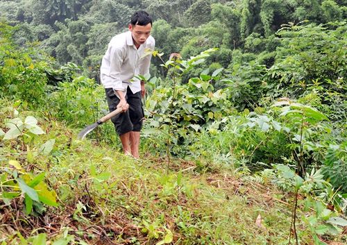 Chủ rừng là tổ chức kinh tế trong nước được thực hiện các quyền như thế nào?