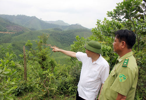 Quy định của pháp luật về thống kê rừng, kiểm kê rừng, theo dõi diễn biến tài nguyên rừng