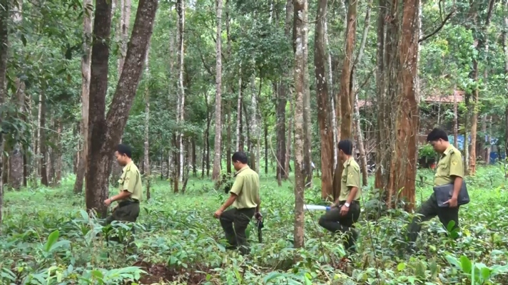 Vi phạm quy định của nhà nước về bảo vệ rừng bị phạt như thế nào?