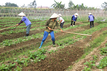 Hỗ trợ ổn định đời sống sản xuất tại Ninh Bình khi Nhà nước thu hồi đất