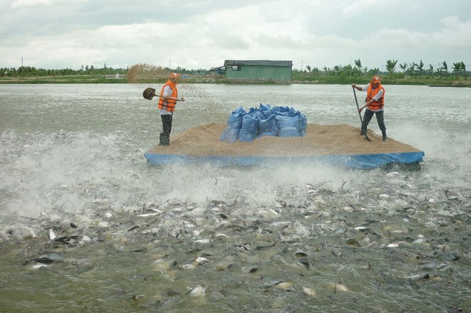 Bồi thường cây trồng vật nuôi tại Khánh Hòa khi Nhà nước thu hồi đất