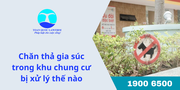 Chăn thả gia súc trong khu chung cư bị xử lý thế nào